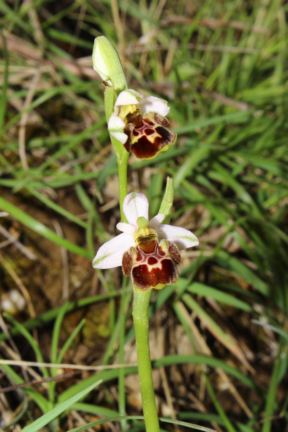 Orchidee dell''Imperiese
